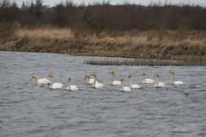 Whooper-Swans 
